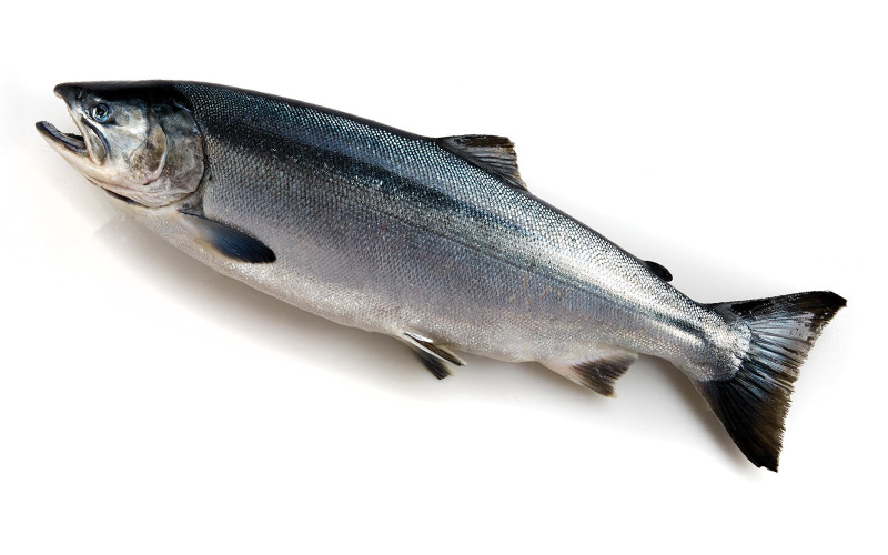 Cá-hồi-Coho