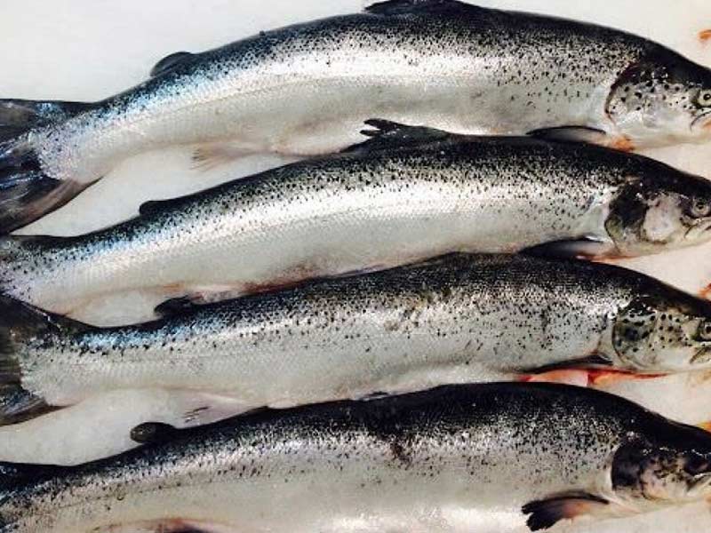 Đặc điểm của cá hồi Úc