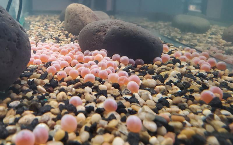 Tại sao cá hồi phải bơi ngược dòng để đẻ trứng