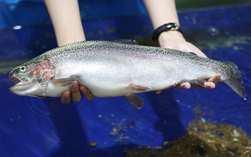 Chọn mua cá hồi còn tươi