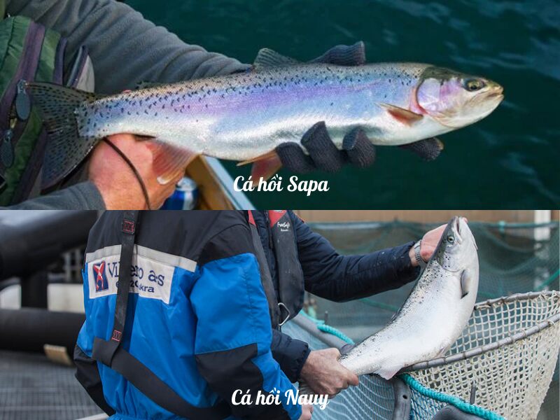 Hình dáng của cá hồi nauy và cá hồi sapa