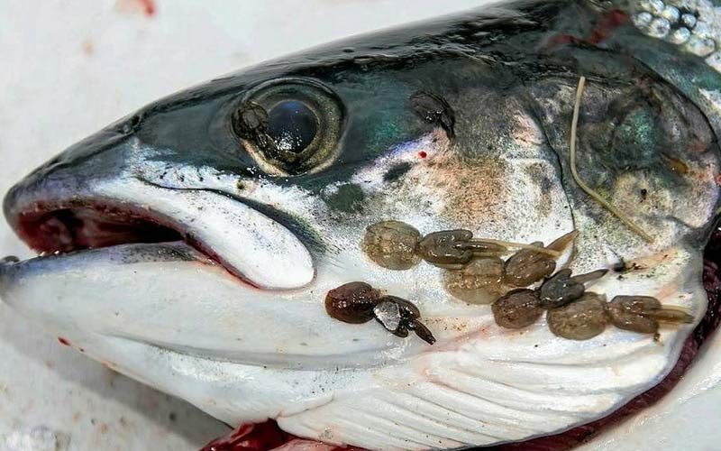 Nguy cơ nhiễm rận biển