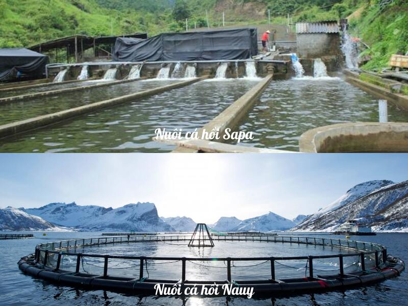 Quy cách nuôi cá hồi Sapa và cá hồi Nauy