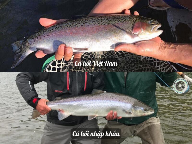 Sự khác biệt giữa cá hồi ở Việt Nam và cá hồi nhập khẩu