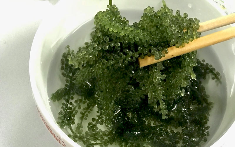 ngâm rong nho trong nước đá ngâm rong nho trong nước đá